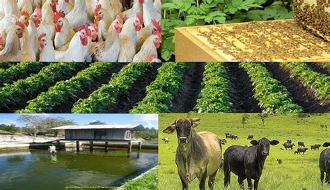 What Is Integrated Animal Farming